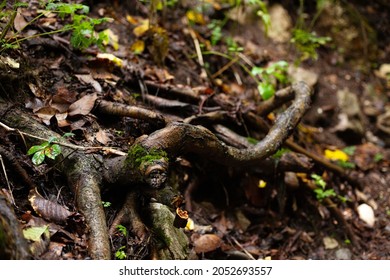 Thin Tree Roots In The Forest