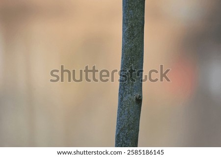 Similar – Image, Stock Photo thin tree trunk or branch with fine net in front of baltic sea, horizon and sky with clouds