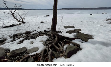 A Thin Tree Trunk And Roots By A Frozen Lake Wallenpaupack