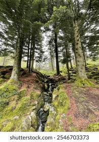 Thin waterfall through gap in tall trees in a Norwegian forest