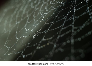 A thin web with round raindrops on a dark background in the forest