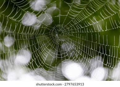 A thin white-tinged spider web, a durable spider web is located in the natural habitat of insects against the background of a meadow