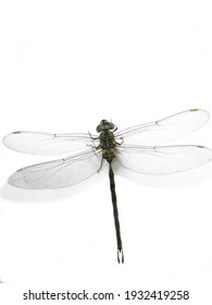Thin winged dragonfly isolated on white backdrop.
