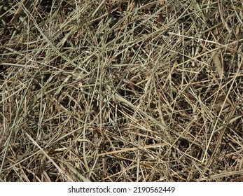 Thin Withered Grass Paved Texture