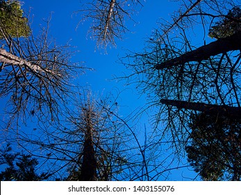 Things are looking up!  Looking up through the forest to see the trees.  