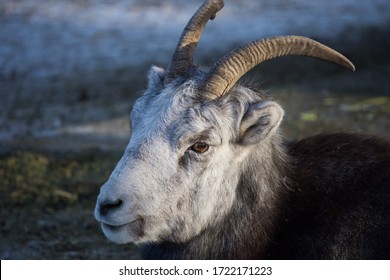 Thinhorn Sheep Adolescent Close Up