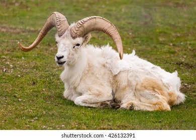 Thinhorn Sheep (Ovis Dalli)