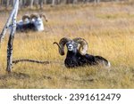 A Thinhorn sheep at rest in the Yukon Wildlife Preserve near Whitehorse, Yukon, Canada.
