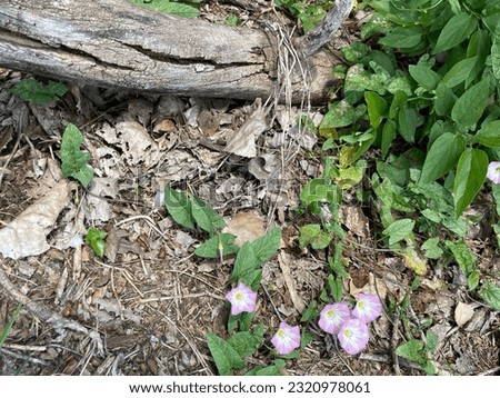 Think pink wildflowers growing around a wooden log. 