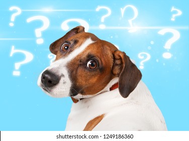 Cute Confused Little Dog Question Marks库存照片1768695950 