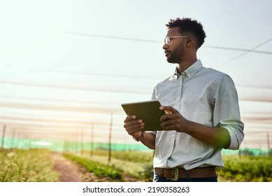 Thinking farmer with digital tablet checking sustainable farming growth, progress or preparing farm export order on tech. Serious man, gardener or greenhouse environmental scientist on a rural