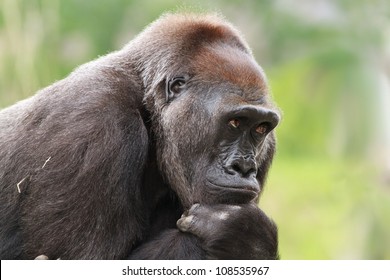 thinking gorilla - Powered by Shutterstock