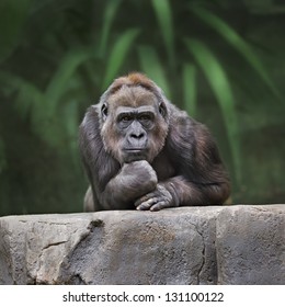 Thinking Monkey.