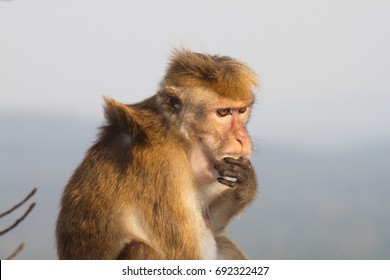 Thinking Monkey