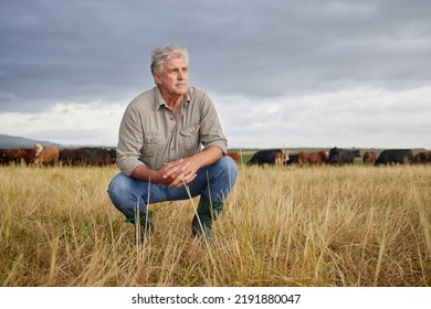 Granjero pensante, serio y profesional en un campo con rebaño de vacas y terneros en un campo de césped natural abierto afuera en la ganadería. Hombre, trabajador o propietario de un negocio agrícola