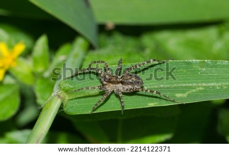 Thin-legged Wolf Spider (Pardosa) hunting for prey at night in a patch of green grass. Common species found throughout USA, Canada and Mexico.