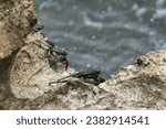 thin-shelled rock crab (Grapsus tenuicrustatus) on rocky cliff shore