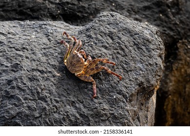 A thin-shelled rock crab (Grapsus tenuicrustatus), also called a Natal lightfoot crab or a natal sally-light-foot-crab, on a black volcanic rock 