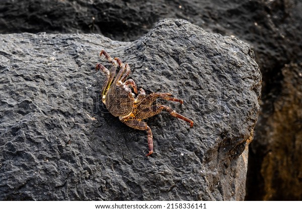 A thin-shelled rock crab (Grapsus\
tenuicrustatus), also called a Natal lightfoot crab or a natal\
sally-light-foot-crab, on a black volcanic rock\
