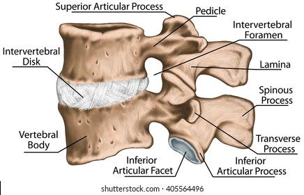 Lumbar Spine Stock Images, Royalty-Free Images & Vectors | Shutterstock