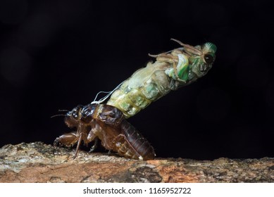 150 Cicada killer Images, Stock Photos & Vectors | Shutterstock