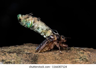 150 Cicada killer Images, Stock Photos & Vectors | Shutterstock