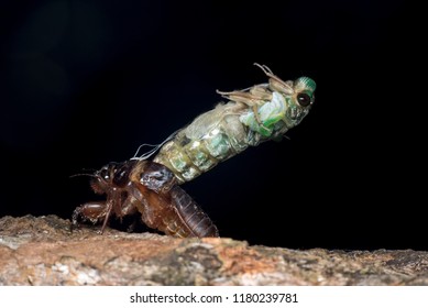 150 Cicada killer Images, Stock Photos & Vectors | Shutterstock