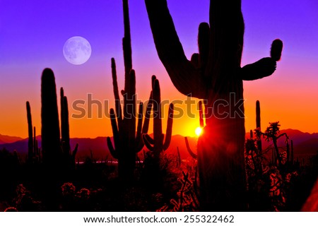 Third Sunset at Saguaro National Park near Tucson Arizona.