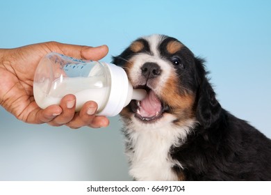 Thirsty 7 Weeks Old Bernese Mountain Dog Puppy Drinking Milk
