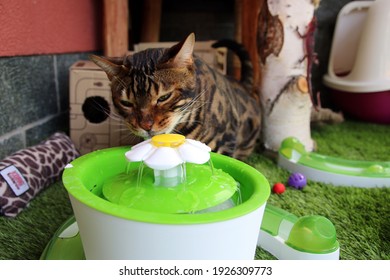 Thirsty Bengal Cat Drinking Water From A Pet Drinking Fountain.