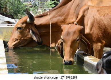 Thirsty cow drink water from a public tank during a hot summer day, on the outskirts of Beawar. Photo: Sumit Saraswat