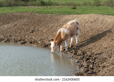 Thirsty Cow Drinking Water From Watering Hole, Water Supply For Domestic Animal In Free Range Farming