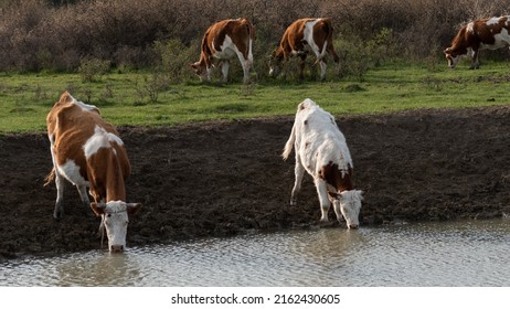 Thirsty Cows Drinking Water From Watering Hole, Water Supply For Domestic Animal In Free Range Farming