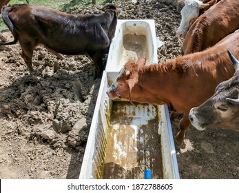 1,976 Thirsty cow Images, Stock Photos & Vectors | Shutterstock