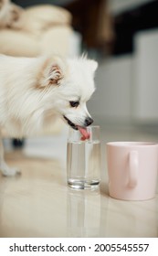 Thirsty Dog Drinking Water From A Glass At Home.