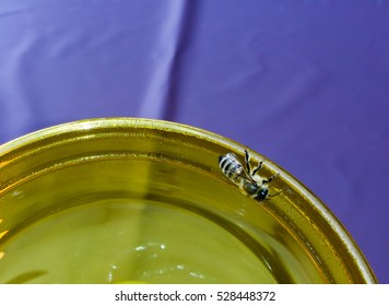 Thirsty honey bee searches for water on glass