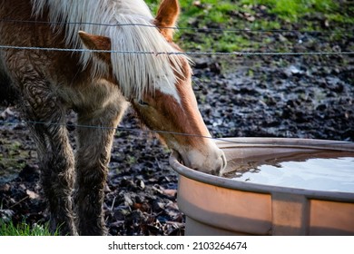 1,199 Thirsty horse Images, Stock Photos & Vectors | Shutterstock