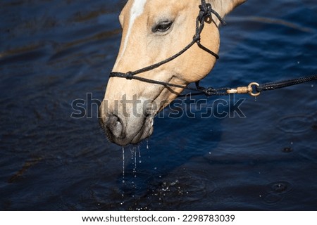 A thirsty horse drinks water from a river, lake, pond watering place. A head of a horse on dark navy blue background. Water drops out of the mouth. High contrast.