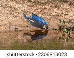 A thirsty Hyacinth Macaw drinking water from a water hole in the Pantanal in Brazil.