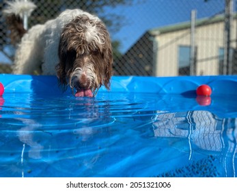 Thirsty Labradoodle Dog Is Drinking Water From The Blue Kiddie Pool