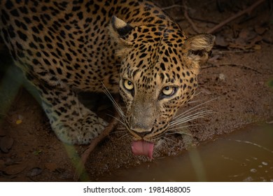 Thirsty Leopard's Daring Look At Wilpattu
