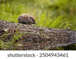 Thirsty little european hedgehog. The reflection of Hedgehog (Erinaceus europaeus)