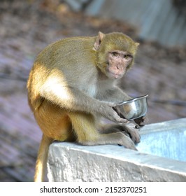 Thirsty Monkey With Water Bowl