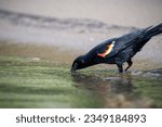 Thirsty Red-winged blackbird drinking water during a hot summer day along the shores of the St. Lawrence River.