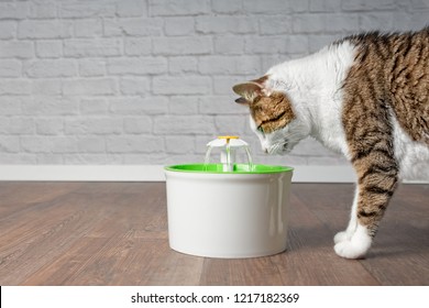  Thirsty tabby cat drinking water from a pet drinking fountain. Side view with copy space.