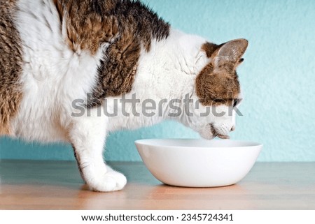 Thirsty tabby cat drinking from a water dish. Side view with copy space.