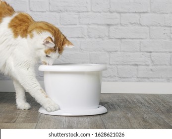 3,127 Cat drinking from water bowl Images, Stock Photos & Vectors ...