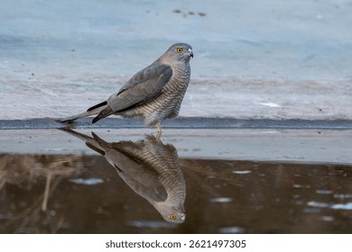 Thirsty wild bird of prey Shikra or Accipiter badius or little banded goshawk for quenching thirst with reflection in water near waterhole at forest safari in national park of india asia