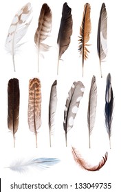 thirteen feathers isolate on white background