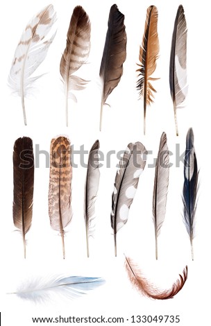 thirteen feathers isolate on white background